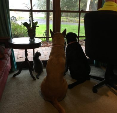 Office buddies watching the rain
